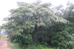 Nothapodytes nimmoniana